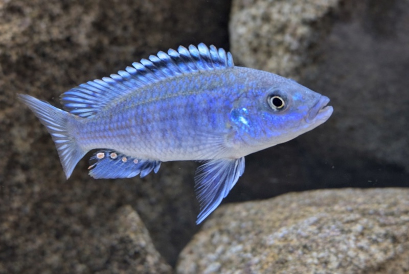 Labidochromis joanjohnsonae 'Likoma Island'